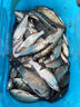川澤伊豆有刺子線雙鉤成品綁好防纏繞魚鉤套裝全套競技野釣鯉魚鯽魚鉤 鉤4#線1.5#+鉤5#線2.0# 伊豆有刺【20付】 曬單實拍圖