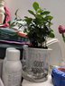 早安盆栽多肉花卉植物室內(nèi)花吊蘭文竹富貴竹辦公桌面水培小綠植驅(qū)蚊盆栽 【驅(qū)蚊組合①】清香木+文竹+九里香 帶盆栽好 曬單實(shí)拍圖
