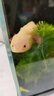 墨一六角恐龍魚大號六角恐龍活體物蠑螈寵物魚冷水好養(yǎng)可產(chǎn)卵 5-7厘米粉白龍1 曬單實拍圖