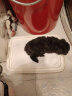 爱丽思 IRIS 狗厕所 防撕咬平板敞开式带网格宠物用品TFT49511 M茶色 实拍图