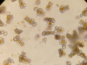鳳凰光學(xué)生物顯微鏡PH50-3A43L-PL1600X高倍高清三目學(xué)生科學(xué)實(shí)驗(yàn)養(yǎng)殖 曬單實(shí)拍圖