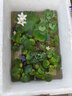 水芙蓉水草浮萍花卉盆栽魚(yú)龜蝦缸一葉蓮銅錢(qián)草綠蘿多肉水竹圓心萍 水芙蓉20株 曬單實(shí)拍圖