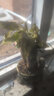 泰西絲發(fā)財(cái)樹盆栽室內(nèi)客廳桌面綠植小盆景大發(fā)財(cái)樹苗樹植物辦公室小盆栽 金蟾陶瓷盆+三桿發(fā)財(cái)樹 曬單實(shí)拍圖
