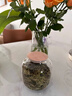 九土 手工玻璃茶葉罐木蓋功夫茶倉存茶罐簡約日式茶葉罐儲物收納罐 清透版 曬單實拍圖