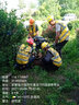 瀾墨大功率四沖程挖坑機(jī)10馬力地鉆打樁機(jī)種植機(jī)電線桿光伏果樹(shù)打坑機(jī) 300雙葉合金鉆頭1.5米定制 曬單實(shí)拍圖