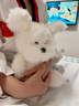 貝尚星毛絨玩具比熊小狗玩偶抱枕狗狗送女友兒童娃娃生日禮物男新年禮物 曬單實(shí)拍圖