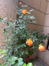 坤卉薔薇花苗爬藤耐寒藤本月季特大爬墻花卉陽(yáng)臺盆栽庭院植物四季開(kāi)花 自由精神（當年開(kāi)花爆滿(mǎn)） 1.6米左右爬藤特大苗 曬單實(shí)拍圖