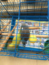 朗繽 鸚鵡活體鳥活物虎皮鸚鵡幼鳥玄鳳寵物鳥說話鳥雛鳥活體 藍(lán)色+黃色虎皮（一公一母） 曬單實拍圖