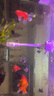 金利佳（Jeneca）魚(yú)缸壁掛過(guò)濾器三合一凈水循環(huán)增氧頂外置濾盒增氧打氧機(jī)循環(huán)水泵 大號(hào)白色四件套【適長(zhǎng)55-82cm】 曬單實(shí)拍圖