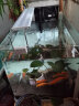 森森（SUNSUN）鱼缸小型水族箱热弯超白玻璃生态金鱼缸办公桌水草缸 长50cm热弯超白缸+灯+过滤器 实拍图