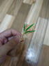小米星A精致竹葉琺瑯鋯石胸針女胸花別針設(shè)計感小眾復(fù)古西裝 胸針 曬單實拍圖