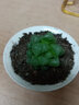納格蘭仙人多肉植物 綠植盆栽  桌面綠植 迷你植物辦公室室內盆栽 玉露 曬單實(shí)拍圖