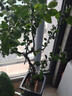 海棠花苗銀長(cháng)壽綠寶石海棠花盆栽綠海棠盆景樹(shù)樁耐寒室內花卉綠植海棠盆景紅梅盆景苗旺之春 5年綠寶石海棠當年開(kāi)花 5年綠寶石海棠 曬單實(shí)拍圖