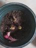 欧悟碗莲种子室内盆栽水培植物水养荷花绿植花卉风信子水仙花种球睡莲 进口香雪兰种球5颗+盆+土+肥料 实拍图