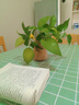 輕風(fēng)沐格子桌布防水防油餐桌布pvc桌面墊家用桌墊書桌墊辦公桌墊臺(tái)布 清新綠格 140*180cm 曬單實(shí)拍圖