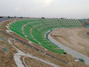 QCDD護(hù)坡固土草籽種子四季青耐寒矮草坪種孑山邊坡公路紫穗槐灌木植物 護(hù)坡王/斤【山體邊坡耐旱】 曬單實(shí)拍圖