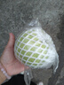 甘坡現(xiàn)摘精挑送禮精品大果白心芭樂孕婦番石榴水果新鮮順豐10斤裝含箱 精挑大果6斤含箱 曬單實拍圖