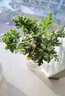 驅(qū)蚊蟲(chóng)植物 驅(qū)蚊草 室內(nèi)防蚊香草綠植花卉香葉天竺葵 懶人盆栽花卉 驅(qū)蚊草（透明圓柱盆） 帶盆栽好 曬單實(shí)拍圖