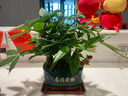 幼薇發(fā)財樹(shù)大盆栽室內客廳金錢(qián)樹(shù)綠植辦公室招財樹(shù)四季常青店鋪開(kāi)業(yè) 發(fā)財樹(shù)三顆+炭黑財源廣進(jìn)陶瓷 帶盆栽好 曬單實(shí)拍圖