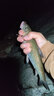 陀螺牌（TOP BRAND）土肥富魚(yú)鉤伊豆CP槍先釣針有/無(wú)倒刺釣魚(yú)鉤競技野釣漁鉤釣魚(yú)配件 伊豆CP槍先(有倒刺) 6號 曬單實(shí)拍圖