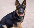 優(yōu)佰德牧狗糧40斤裝德國(guó)牧羊犬專用成犬幼犬通用型大型犬馬犬20kg 德牧專用糧40斤 20公斤 曬單實(shí)拍圖