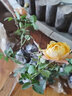 爬藤月季特大季盆栽地載花苗庭院藤本植物歐月薔薇玫瑰果汁陽臺藍色風暴粉龍 果汁陽臺【不爬藤】 曬單實拍圖