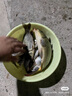 化氏魚餌不空軍鰱鳙版鯉魚餌料春季腥香野釣鯽魚餌魚食化氏 秋冬鯽鯉魚通殺套餐 曬單實(shí)拍圖