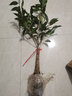 種花迷四季桂樹(shù)苗盆栽 桂花盆景 庭院綠化 桂花樹(shù)苗 桂花苗 當年開(kāi)花 金桂 5年苗 2cm粗(嫁接苗) 曬單實(shí)拍圖