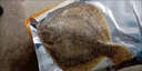 新鮮冷凍多寶魚活凍海鮮水產(chǎn)新鮮比目魚海魚冷凍八寶魚大菱鮃批發(fā) 多寶魚一斤左右（一條） 曬單實拍圖