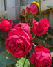 花財主歐月藤本月季花大游行薔薇木香大苗爬藤植物庭院濃香型玫瑰花卉 紅色龍沙寶石(爬藤) 1米-1.3米高大苗 曬單實(shí)拍圖