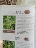 本草綱目　彩色圖鑒（超值全彩珍藏版） 中醫(yī)基礎 曬單實拍圖