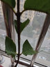 黃忠文番石榴樹(shù)苗珍珠白肉芭樂(lè )苗無(wú)籽紅寶石番石榴苗盆栽地栽帶土帶葉 紅寶石芭樂(lè )2年苗（高20-30cm） 曬單實(shí)拍圖