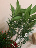 家中有果金桔樹(shù)盆栽綠植觀(guān)賞四季盆景帶果發(fā)貨室內外嫁接橘子果樹(shù)苗 五年苗帶果多 不含盆 曬單實(shí)拍圖