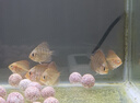 瀚幻七彩神仙魚觀賞魚熱帶魚中小型燕魚財(cái)神紅鴿子紅藍(lán)松石活體淡水魚 2-3cm暢銷套餐6條未發(fā)色 曬單實(shí)拍圖