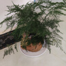 京云夢(mèng)金錢樹盆栽植物花卉客廳喬遷新居植物40-50青色財(cái)源滾滾源頭直發(fā) 曬單實(shí)拍圖
