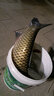 美人魚(yú)（Mermaid） 釣具綁好子線雙鉤仕掛成品線組魚(yú)線-伊勢(shì)尼刺魚(yú)鉤全套組合多功能 伊勢(shì)尼刺3號(hào)魚(yú)鉤子線1.0 曬單實(shí)拍圖