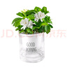 綠有意綠蘿水培綠植物盆栽室內(nèi)發(fā)財(cái)樹富貴竹文綠籮薄荷多肉花卉四季好養(yǎng) 富貴椰子+梔子花【繁星盆】 含盆 曬單實(shí)拍圖
