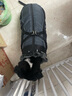 超可耐防風(fēng)防水柯基衣服柴犬雪納瑞泰迪冬季保暖狗狗衣服2025可牽引棉衣 隕石灰 3XL碼（適合25-32斤） 曬單實(shí)拍圖