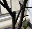 沭之美長(cháng)壽冠海棠盆栽盆景梅花植物 長(cháng)壽冠海棠小苗【不含盆】源頭直發(fā) 曬單實(shí)拍圖