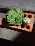 轩林美 一元 植物盆栽 阳台室内盆栽肉肉植物老桩 办公室创意绿植花卉 宝草玉露（3-6cm) 实拍图