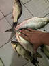 龍王恨魚(yú)餌青龍霸道顆粒釣魚(yú)餌黑坑野釣皮筋顆粒釣餌青草魚(yú)鯉魚(yú)顆粒窩料 青龍霸道-皮筋顆?！?10克/瓶】 曬單實(shí)拍圖