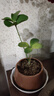 墨西哥鐵盆栽植物室內(nèi)好養(yǎng)四葉草幸運(yùn)草辦公室桌面綠植花卉小盆景 【幸運(yùn)草】墨西哥鐵原盆土1盆 曬單實(shí)拍圖