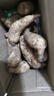 昭通天麻;ZHAOTONG RHIZOMA GASTRODIAE天麻 云南昭通新鮮天麻 小草壩深山老林烏天麻 滋補(bǔ)食材 非 黃金 小小果（12-20個(gè)每斤) 1斤試吃 曬單實(shí)拍圖