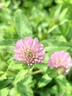 春枝韻白三葉種子紅三葉草種子草籽幸運草四季常青耐寒綠化綠肥草坪草籽 白三葉凈籽】/5斤裝 曬單實拍圖