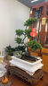 芙洛拉花園【兩小時(shí)達(dá)】五層塔松盆栽送導(dǎo)師青松綠植喬遷之喜開(kāi)業(yè)中秋節(jié)禮物 學(xué)術(shù)長(zhǎng)青【精致造景五層塔松盆景】 送導(dǎo)師推薦 曬單實(shí)拍圖
