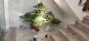 法萊居定制仿真迎客松樓梯下餐廳門(mén)口景觀(guān)造景酒店大型假松樹(shù)軟裝飾擺件 M110羅漢松1.8米X1米(單樹(shù)) 曬單實(shí)拍圖