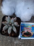 原始魔爪雜暗紋系多肉雪爪植物辦公室內(nèi)書桌面綠植盆栽粉爪 魔爪4厘米 曬單實(shí)拍圖