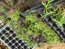 歐石竹初吻盆栽耐寒地被綠植庭院草坪四季開(kāi)花不死花卉花期長(cháng) 歐石竹穴盤(pán)苗一盤(pán)（128顆） 曬單實(shí)拍圖