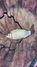 小鳳仙高靈敏魚(yú)漂加粗醒目三色尾彩金納米魚(yú)浮漂陰晴尾鯽魚(yú)套裝炫彩浮標 RN-J08大鯽混養加粗尾鉛約2.39g 陰天尾RN-J2（單只裝） 曬單實(shí)拍圖