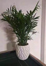 瑰瑋富貴椰子盆栽室內客廳辦公室好養植物凈化空氣易活桌面綠植花卉 富貴椰子 不含盆 曬單實(shí)拍圖